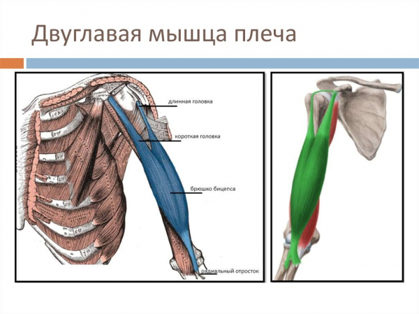 Методы восстановления после травм двуглавой мышцы плеча